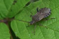 Ceraleptus gracilicornis
