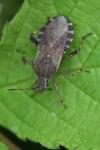 Ceraleptus gracilicornis