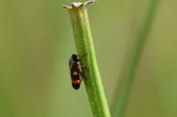 Cercopis intermedia