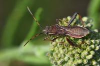 Camptopus lateralis