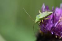 Closterotomus norwegicus