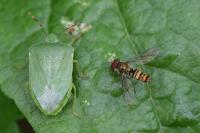 Nezara viridula
