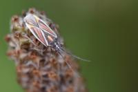 Horistus orientalis