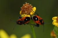 Melanocoryphus albomaculatus