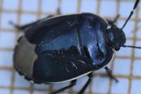 Canthophorus