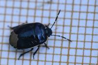Canthophorus