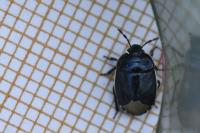 Canthophorus
