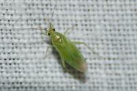 Orthotylus marginalis