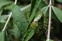 Palomena prasina