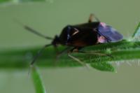 Deraeocoris ruber