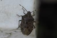 Rhaphigaster nebulosa