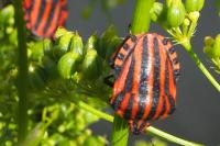 Graphosoma italicum