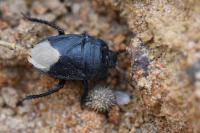 Cydnus aterrimus