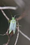 Adelphocoris quadripunctatus