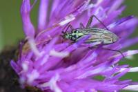 Oncotylus viridiflavus