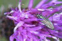 Oncotylus viridiflavus