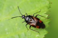Deraeocoris ruber