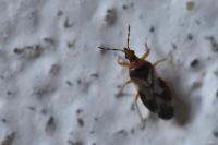Anthocoris