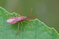 Haploprocta sulcicornis