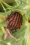 Graphosoma italicum