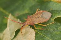 Gonocerus acuteangulatus