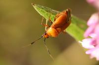 Deraeocoris ruber