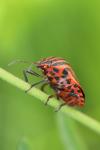 Graphosoma italicum