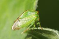 Stictocephala alta