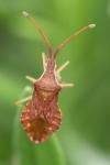 Haploprocta sulcicornis