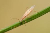 Berytinus signoreti