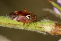 Lygus pratensis