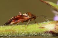Lygus pratensis