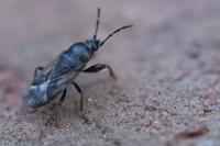 Megalonotus emarginatus