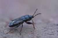 Megalonotus emarginatus