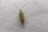 Pantilius tunicatus