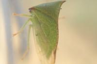 Stictocephala alta