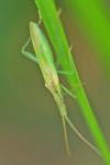 Stenodema laevigata