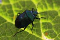 Zicrona caerulea
