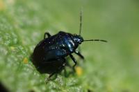 Zicrona caerulea