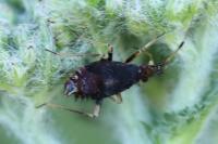 Deraeocoris ruber