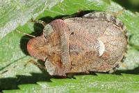 Dyroderes umbraculatus