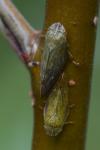 Aphrophora