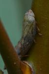 Aphrophora