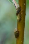 Aphrophora