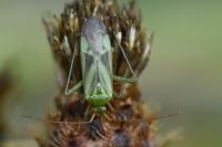 Adelphocoris lineolatus