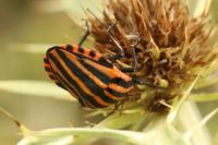 Graphosoma italicum