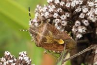 Dolycoris baccarum