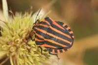 Graphosoma italicum