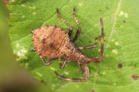 Coreus marginatus