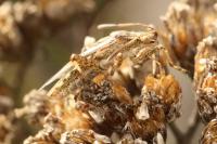 Stictopleurus punctatonervosus